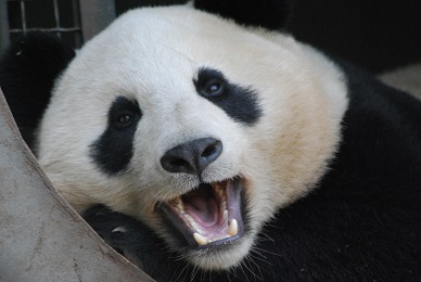 Zahnprobleme der Großen Pandas