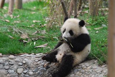 Die kleinen Panda-Schönheiten
