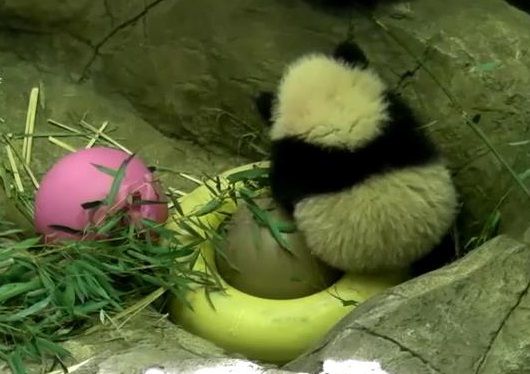 Bao Bao erobert die Herzen