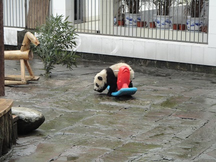 Die Sommeraktivitäten auf der Panda-Basis