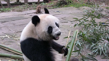 Der Bambus und der Große Panda