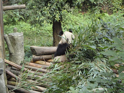 Die Speisen des Großen Pandas