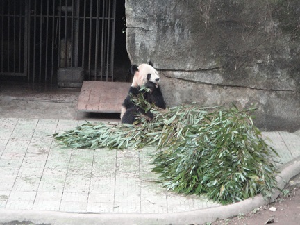 Chongqing Panda-Baby