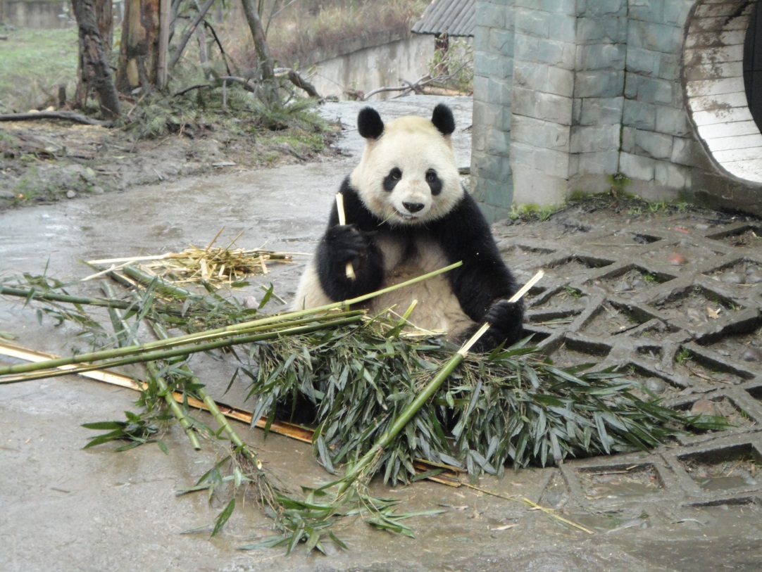 Qing Qing ist Mama geworden