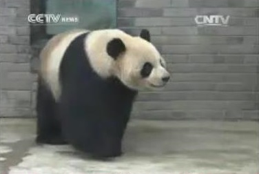 Die Großen Pandas sind noch unterwegs