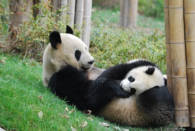 Lun Lun & Yang Yang