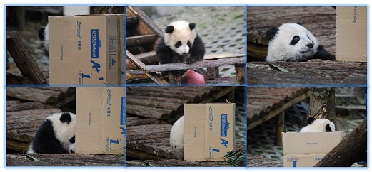 Giant Panda: Tipps für schnelles Packen