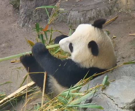 Geh auf das Töpchen, Mr. Wu!