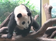 Zu Hause bei Hao Hao & Xing Hui