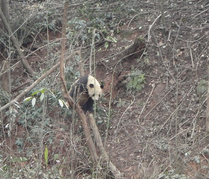 Mit neuen Methoden auf den Spuren der Großen Pandas