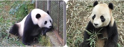 Die Großen Pandas Abbildungen auf den Münzen