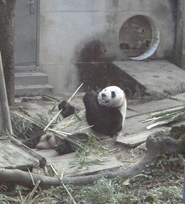 Die Geburt des ersten Panda-Babys