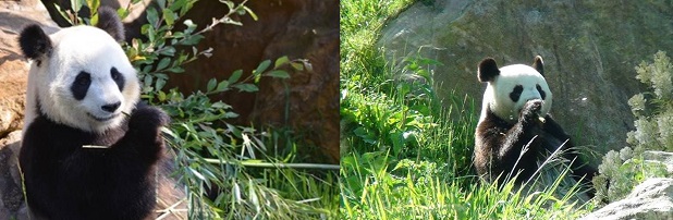 Im ZooParc de Beauval