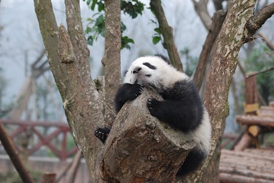 Der Panda-Baum