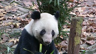 Chengdu Giant Panda Base – Teil II