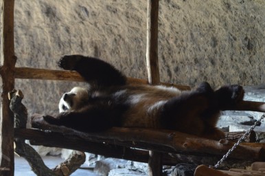 Giant Panda geboren in Pairi Daiza