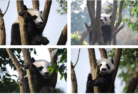 Giant Panda: Ich komme nicht