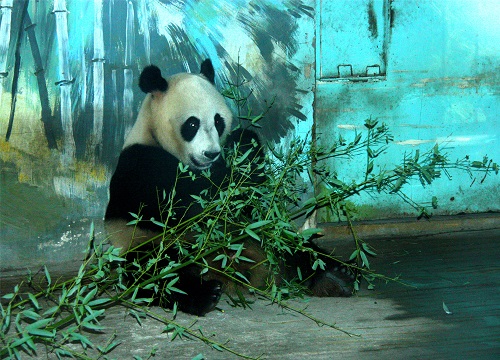 Ding Ding sendet Grüße aus Jinan Zoo