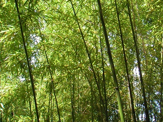 Neue Trainingsbasis in Dujiangyan