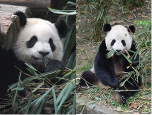 Shu Yun & Bei Bei debütierten im Qingdao Zoo