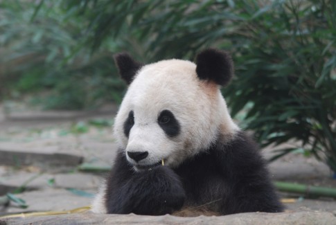 Zwei gesunde Große Pandas