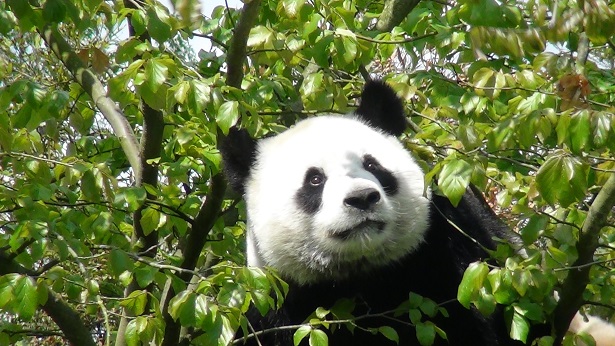 Grüße von Giant Pandas