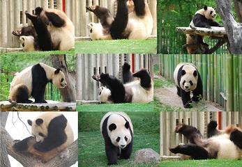 Giant Panda: Fit in den Frühling