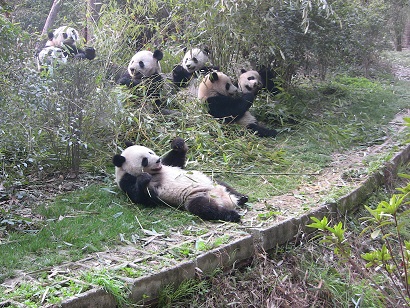 Gemeinsames Frühstück der Großen Pandas