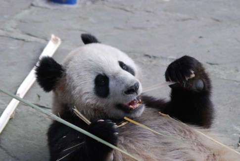 Experten Tagung in Dujiangyan