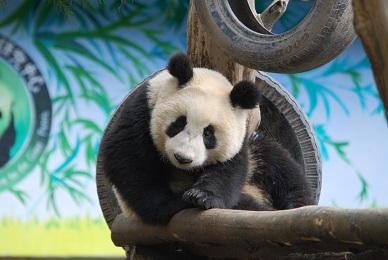 Giant Panda: Zeichen