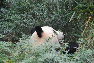 De De & A Bao leben in Panda-Valley