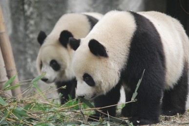 Große Pandas in Henan