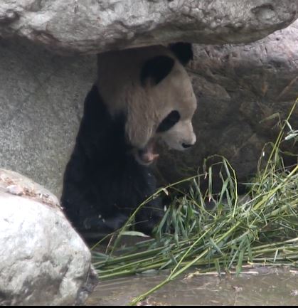 Giant Panda: Aus dem Archiv