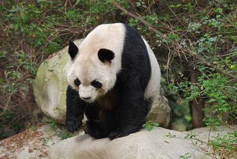 Große Pandas & Jahreszeiten