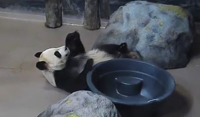 Da Mao, der Große Panda aus Toronto Zoo