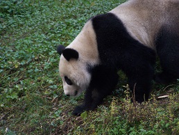 Wenn Große Pandas spazieren