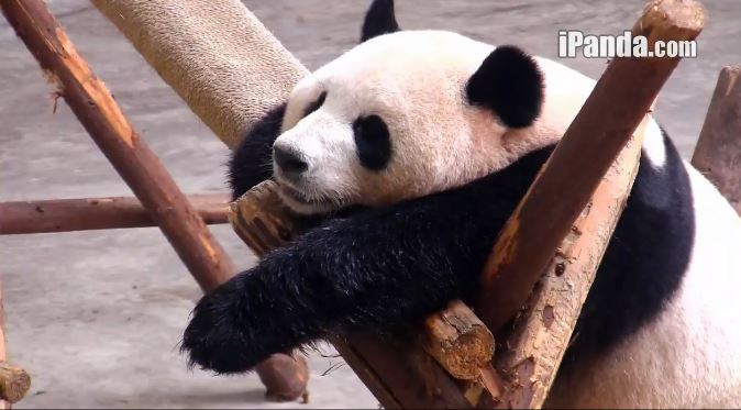 Wochenende mit Giant Pandas