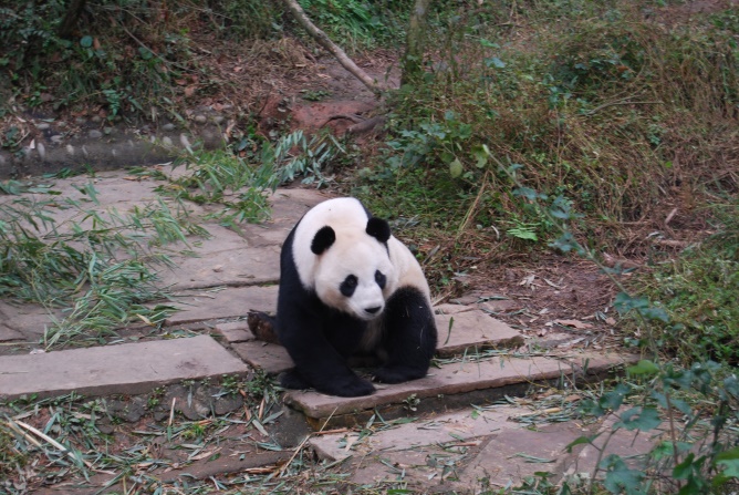 Ju Xiao und ihre Drillinge