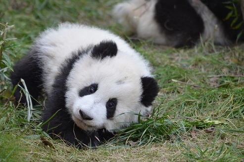 Auch in Israel werden Giant Pandas erwartet