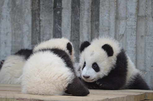 Wahre Liebe zwischen Gao Gao & Bai Yun