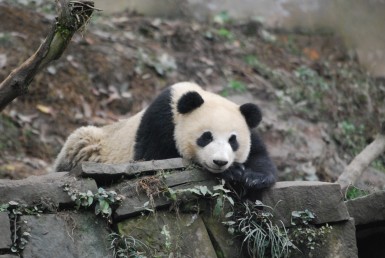 Giant Pandas sind Denker