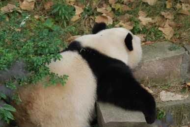 Große Pandas aus Atlanta Zoo