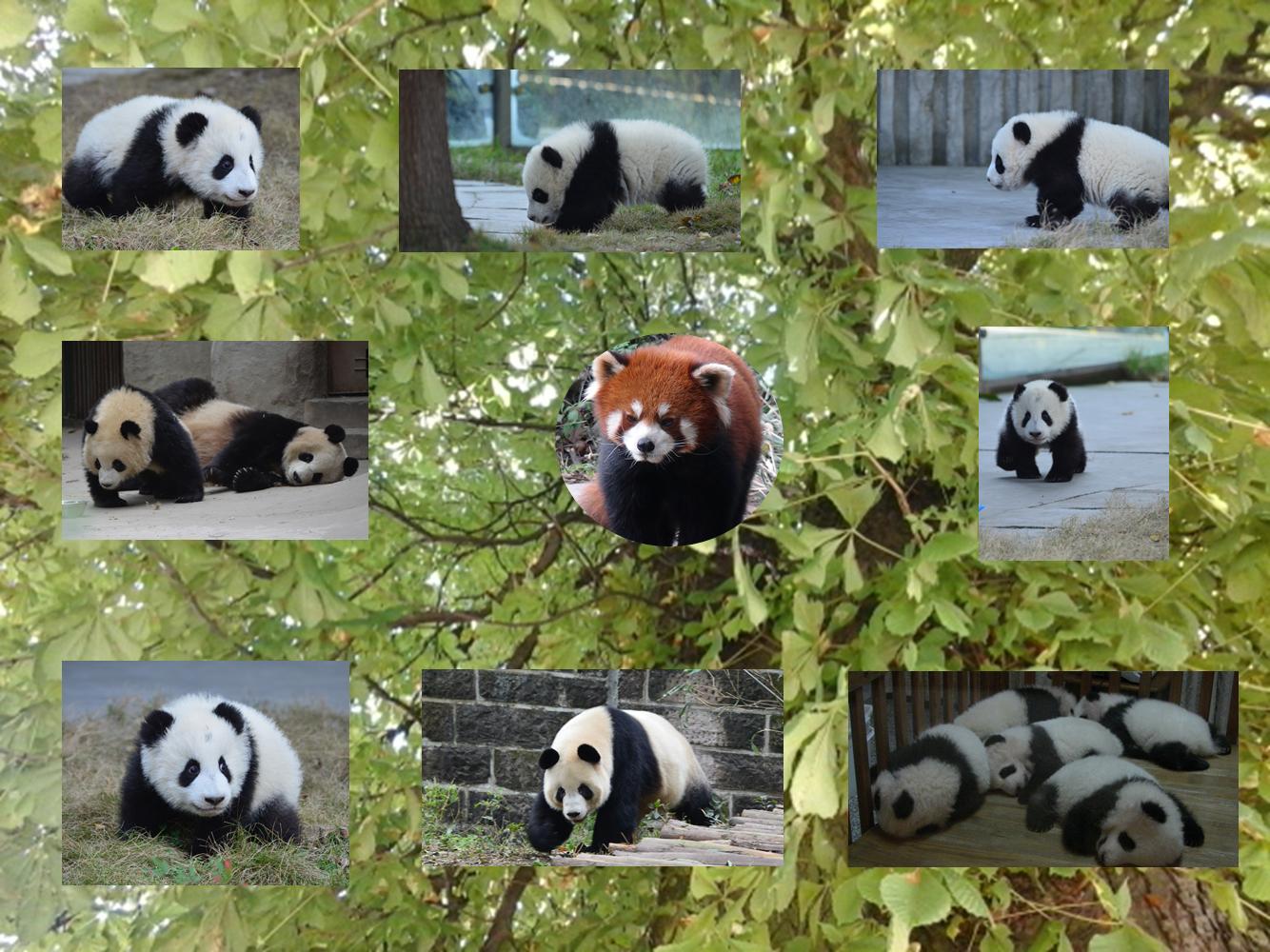 Name “Panda” – Wissen