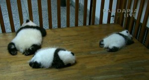 pandapia3