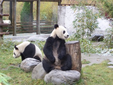 Paarungssaison im Taipei Zoo