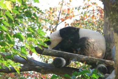 Große Pandas schlafen