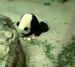 baochen1