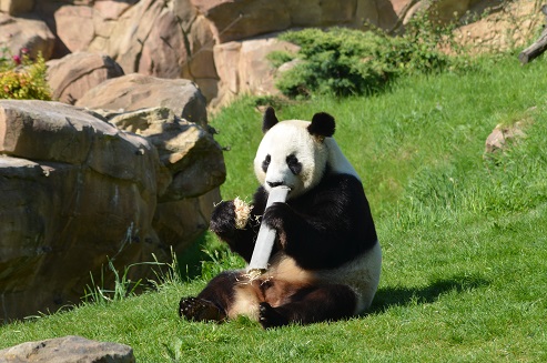 Huan Huan & Yuan Zi senden Grüße