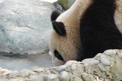 Schutzmaßnahmen für Große Pandas