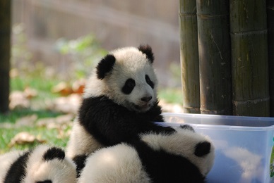 Reise zu den Großen Pandas